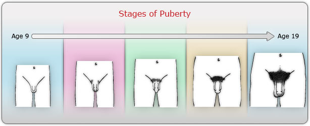 stages of puberty men